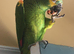 Baby tamed blue front Amazon talking parrot