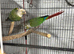 Bonded pair of conures
