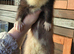 Ferret hob kits