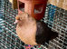 6 fancy pigeons