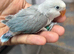 Baby lovebirds