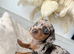 Beautiful Miniature Dachshund