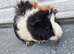 Beautiful Baby Girl Guinea Pigs For Sale (Under 6 Months)