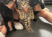 3 female kittens for sale