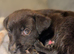 Puppy for sale