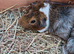 Two female guinea pigs