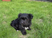 Biewer Yorkshire terrier puppy