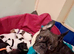 French Bulldog x puppies for sale