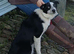 Border Collie bitch nearly a year old