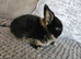 Gorgeous baby netherland dwarf boy