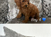 Cockerpoo puppies