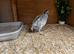 Bobwhite eggs for sale