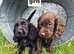Cocker spaniel puppies