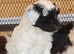 Stunning Yorkiepoo puppy available from Licensed Breeder.