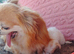 Stunning red and white chihuahua