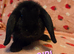 Mini lop Does 9weeks