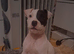 Staff x american bulldog boy pup