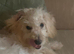 Cockapoo puppy