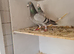 Raceing pigeon