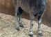 Lovley shetland foals