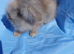 Baby rabbits