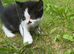 Kittens ready to leave now&hellip;!!!