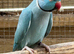 Indian Ringnecks Proven pair 2 clutches every year