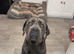 Rex cane corso