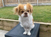 Japanese Chin Cross with a Shituz Male 13 Months Old
