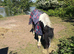 12.2h 3 year old gelding