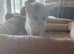 Domestic shorthair kittens