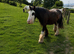 Genuine Cob