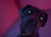Cane corso puppy 10 months old