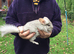 Twin Baby Chinchillas