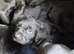 Beautiful black. Labrador puppies for sale.