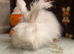 English angora