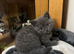 British shorthair pedigree kittens, ready now