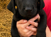 Labrador pups from working lines