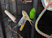 BUDGIES