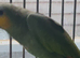 Stunning young Amazon parrot