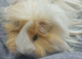 Guineapigs