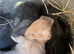 BABY MINI LOPS RABBITS