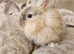 Baby lionhead doe