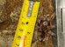 Juvenile Chilean Rose Tarantula (Grammostola rosea) - Great Beginner Species