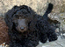 READY NOW! Standard poodle puppies kc registered