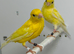 Beautiful pair of yellow raza canaries for sale