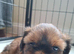 Shih-tzu female