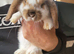 Gorgeous baby bunny