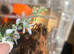 Mexican fire leg tarrantula