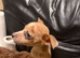 Jack Russell puppies